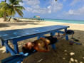 /album/fotogaleria-karibik-island-hopping-zajazd-vy-a-my/tobago-barbados-st-lucia-dominica-5-jpg1/